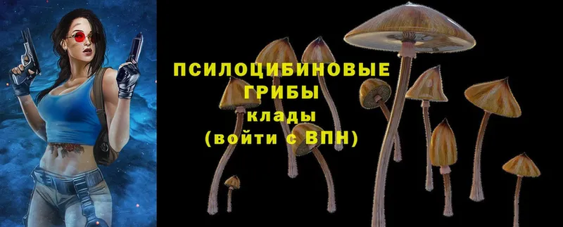 Галлюциногенные грибы Psilocybe  даркнет сайт  Порхов 